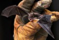 Millions of bats have died because of a fungal disease. These vaccines may help them.